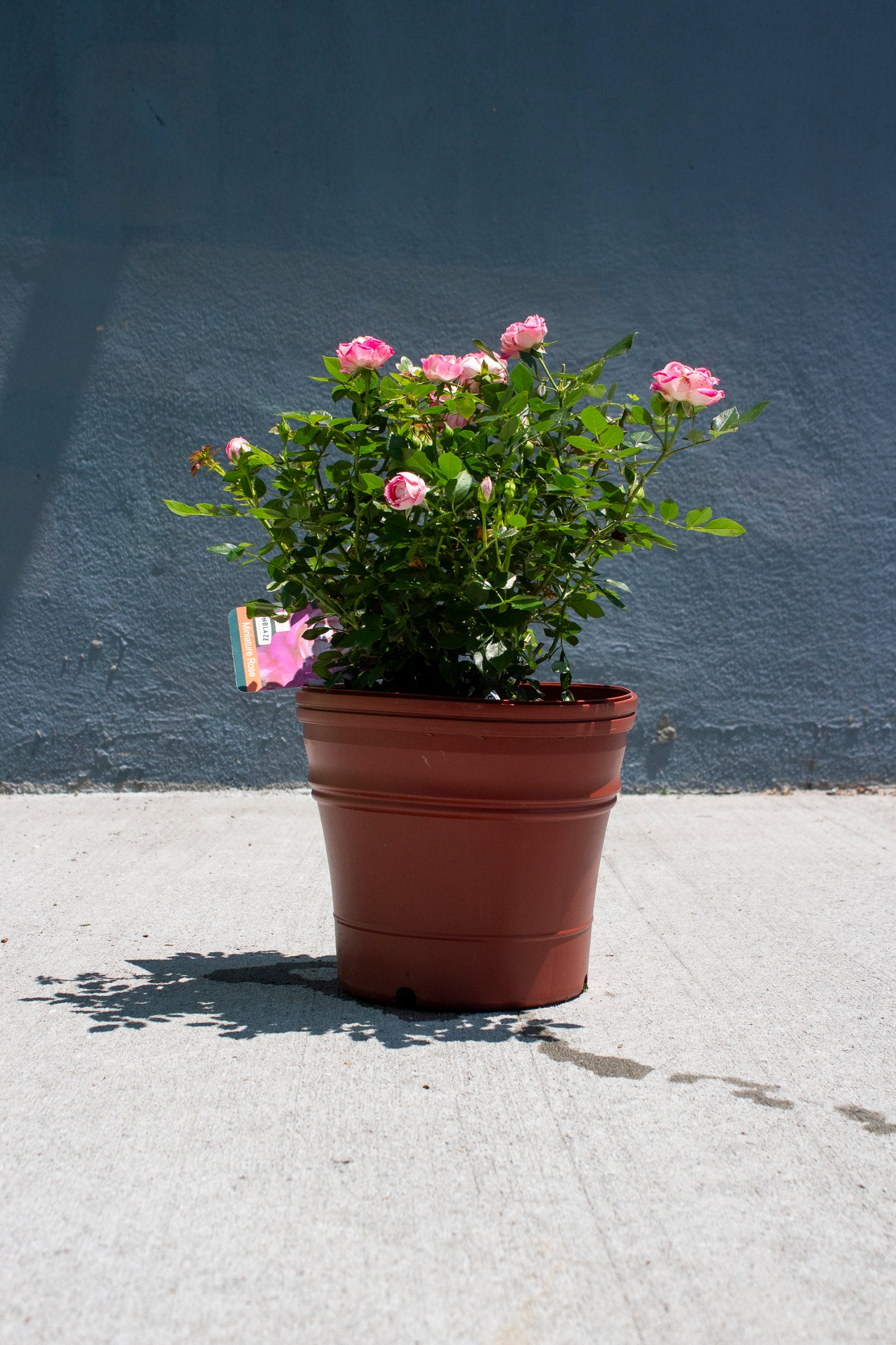 Miniature Rose