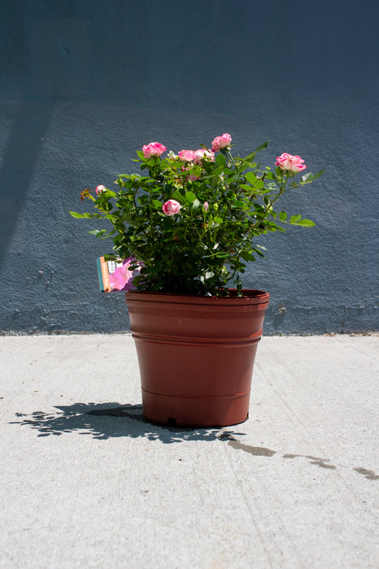 Miniature Rose