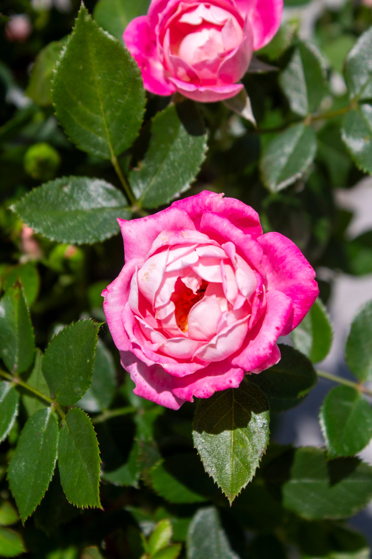 Miniature Rose
