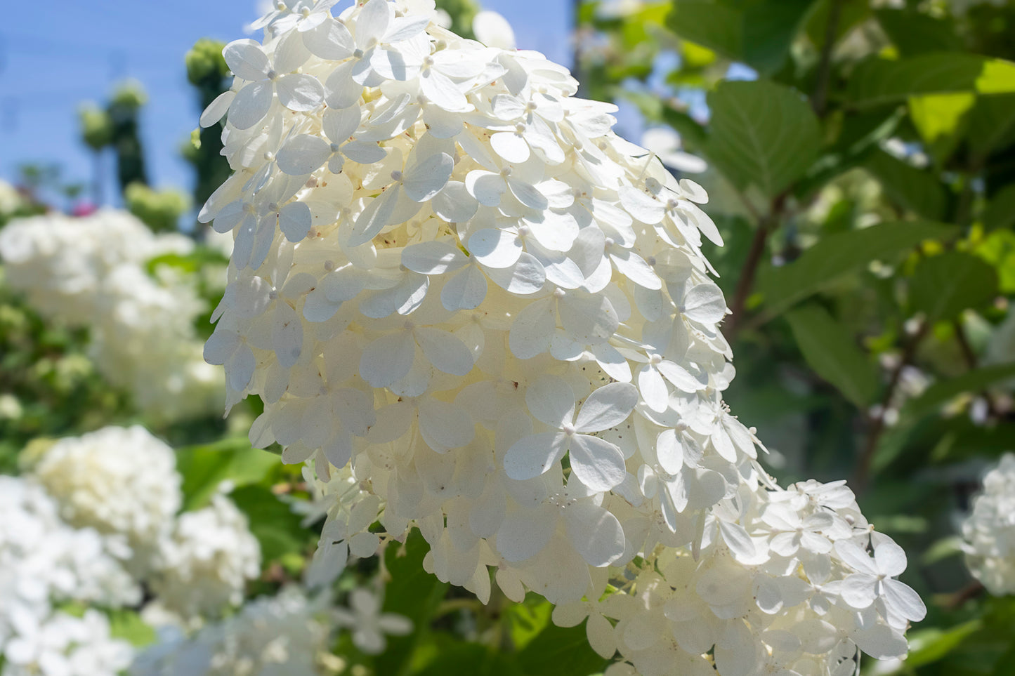 Hydrangea - Limelight