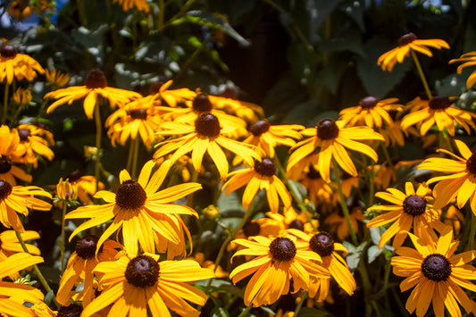 Black-eyed Susan
