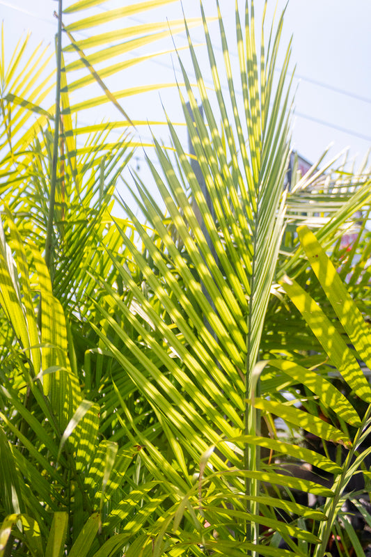 Majesty Palm