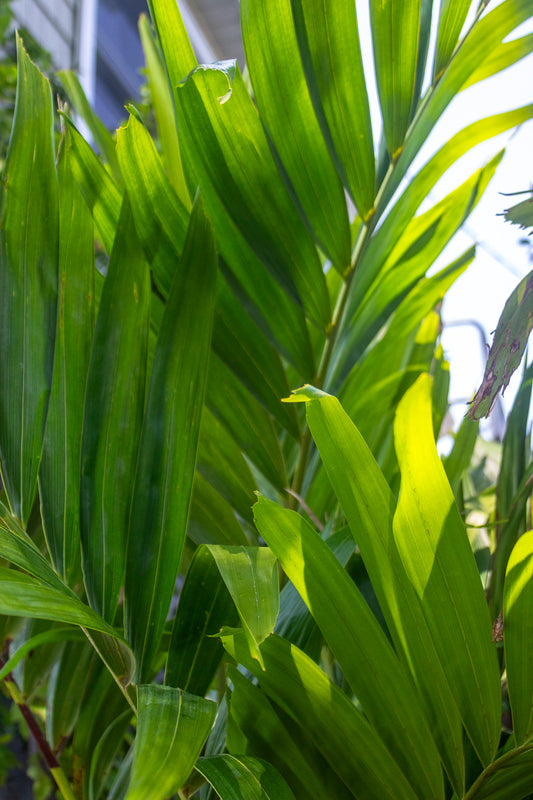 Adonidia Palm