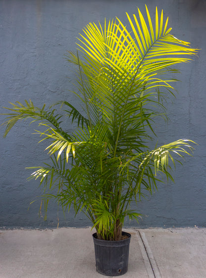 Majesty Palm