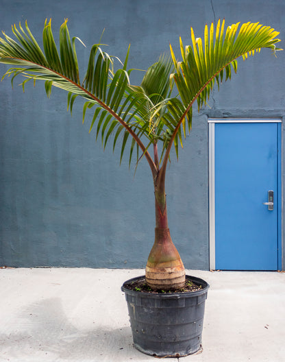 Bottle Palm