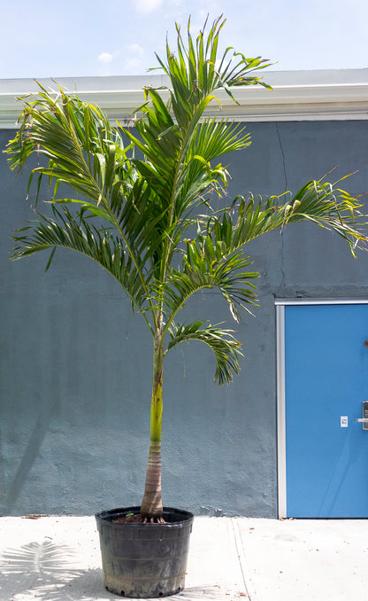 Adonidia Palm