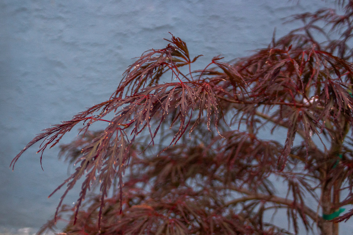 Japanese Maple - Crimson Queen