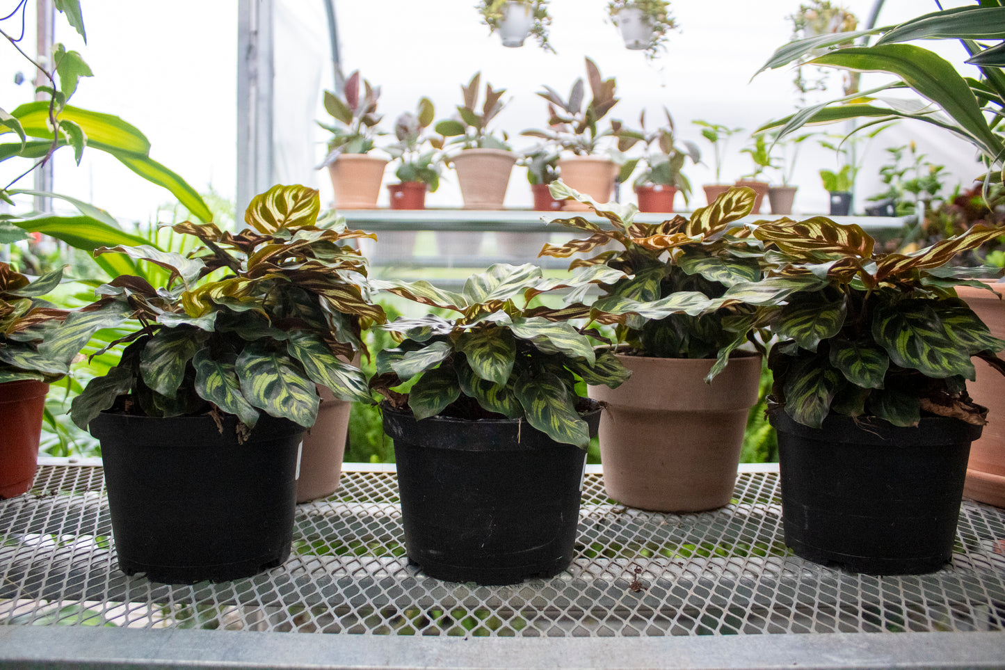 Calathea roseopicta