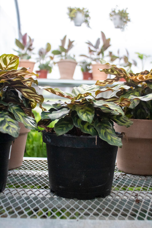 Calathea roseopicta