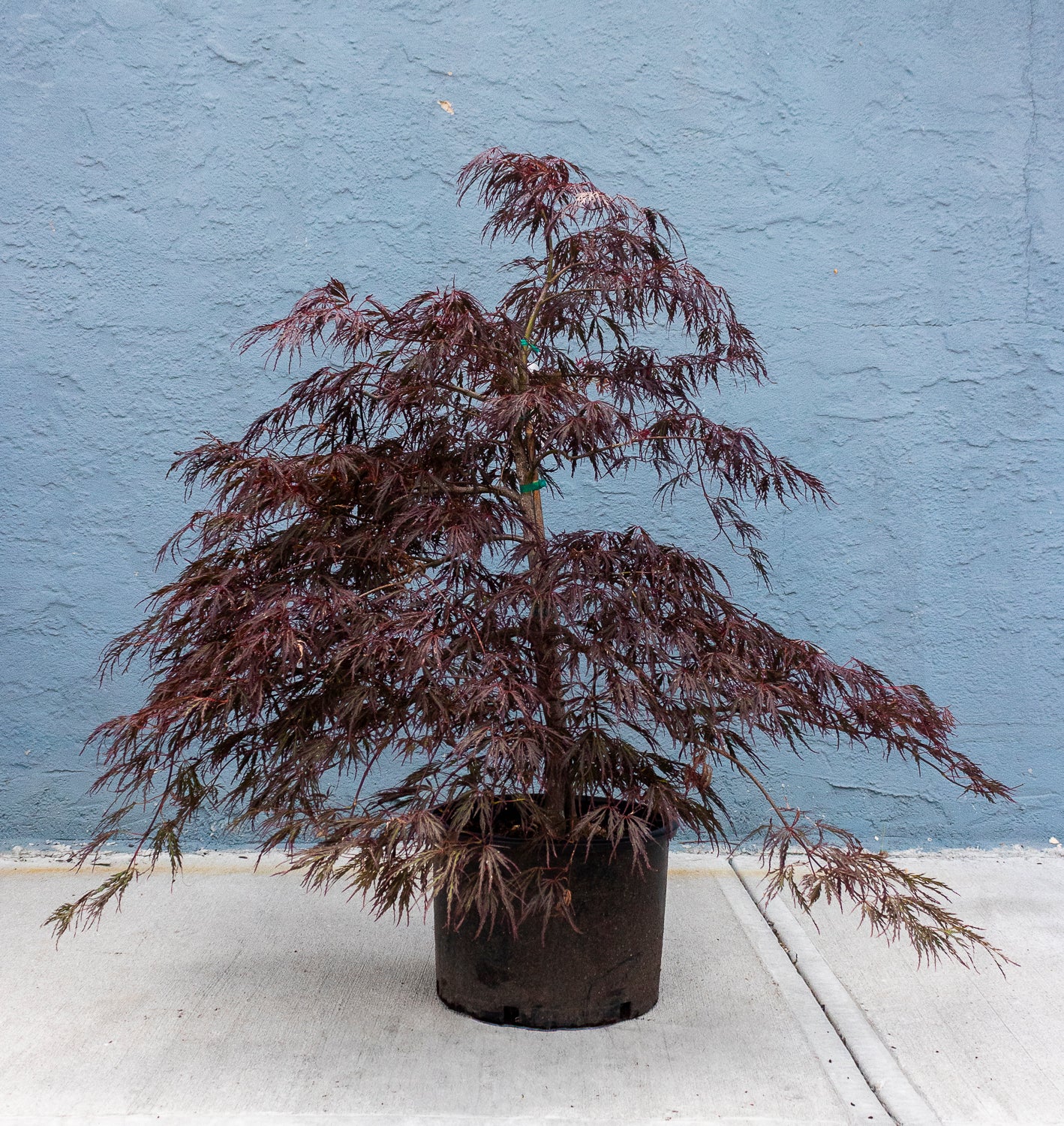 Japanese Maple - Crimson Queen