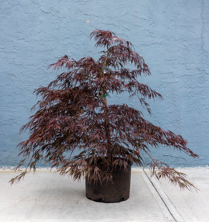 Japanese Maple - Crimson Queen
