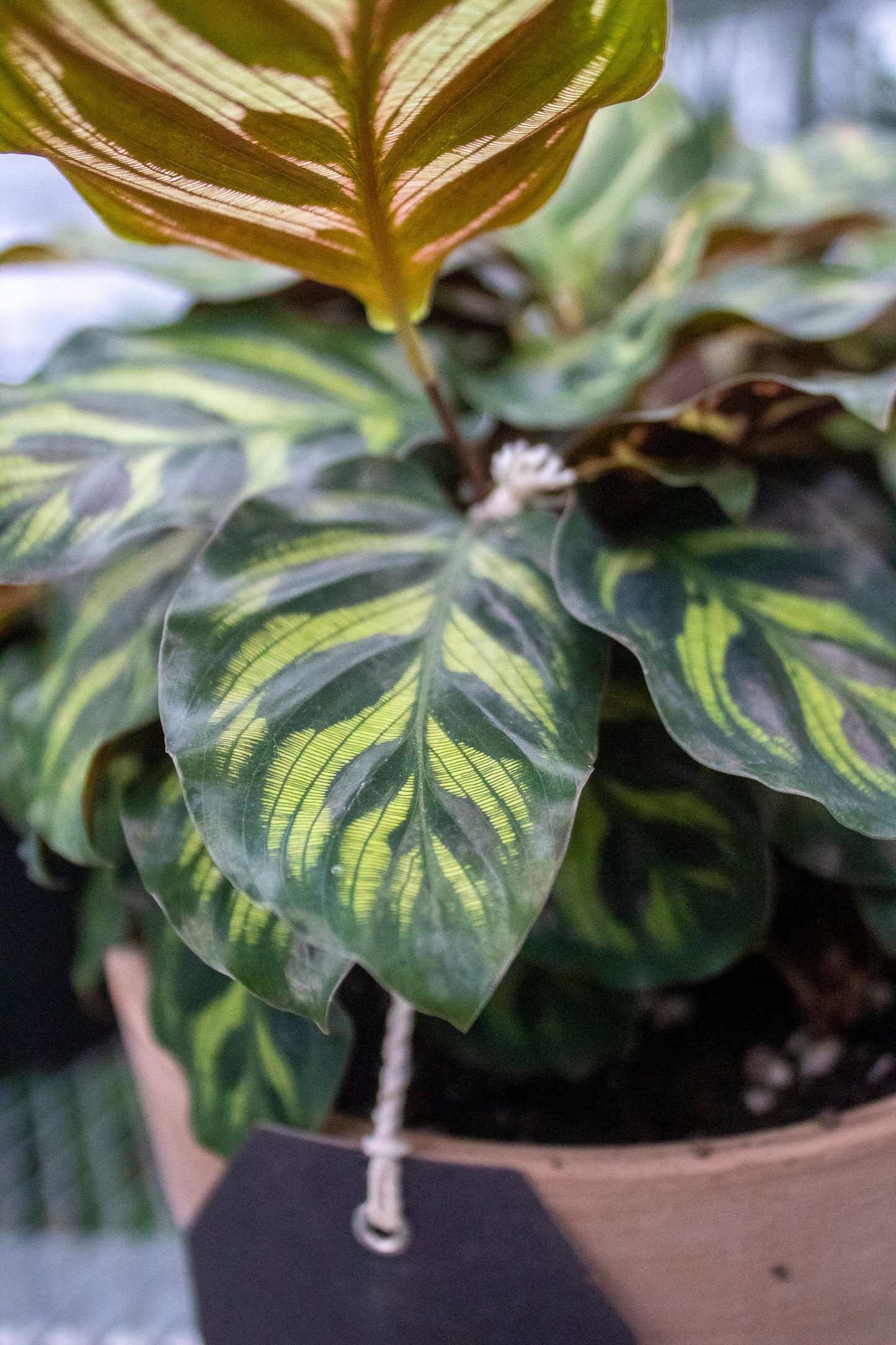 Calathea roseopicta