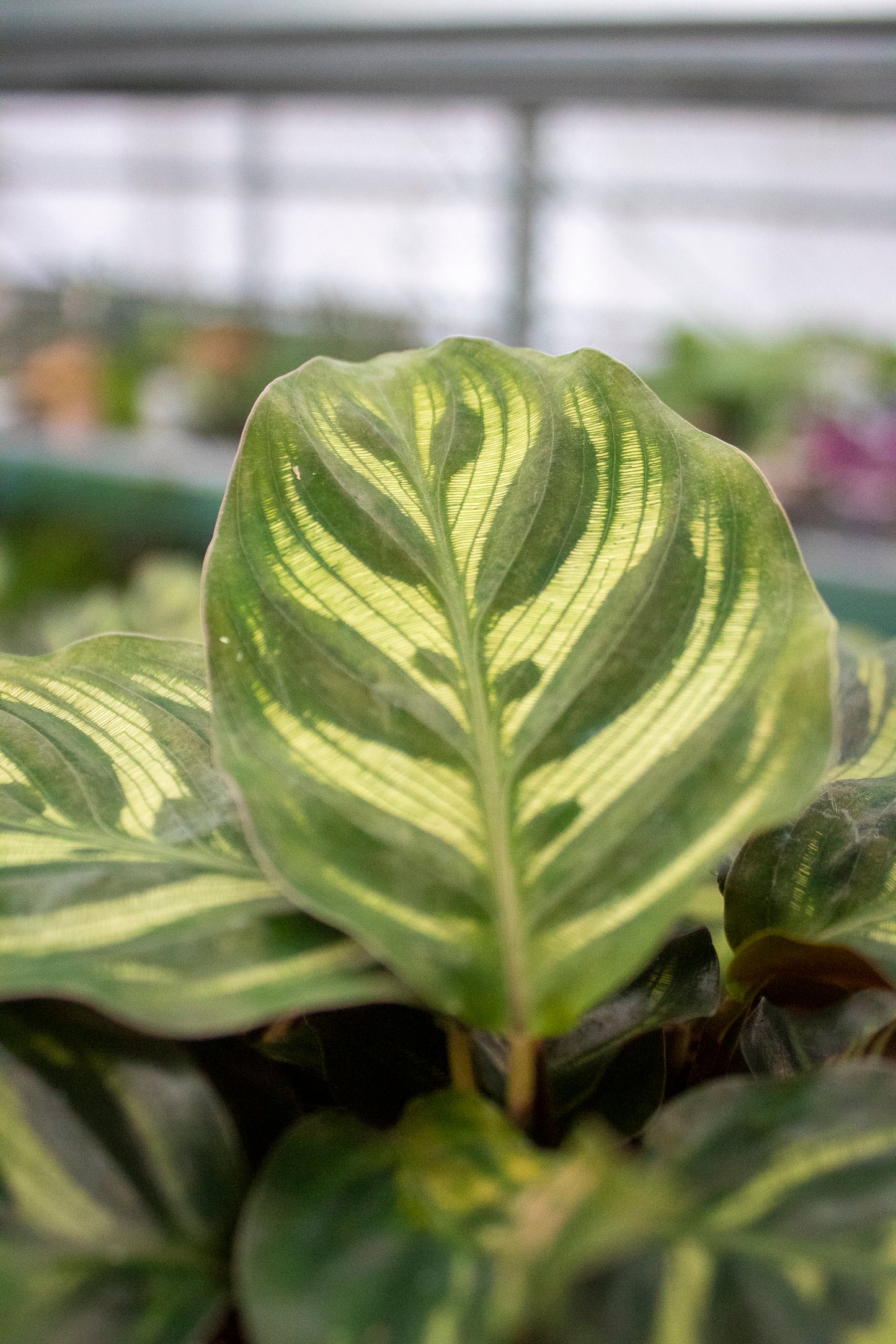 Calathea roseopicta