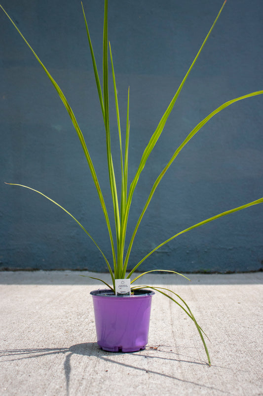 Dracaena Spikes