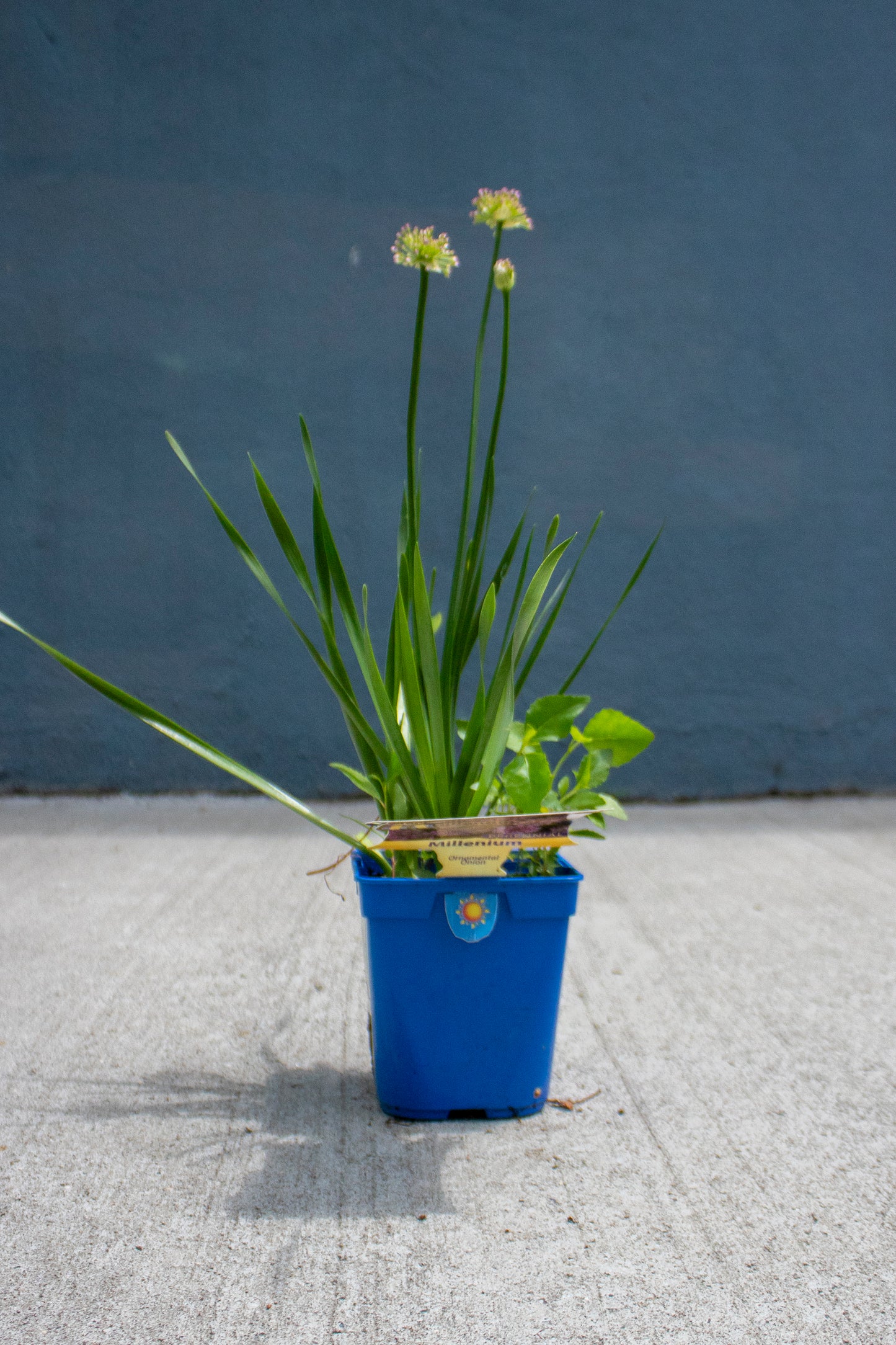 Allium - Ornamental Onion