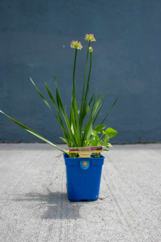 Allium - Ornamental Onion