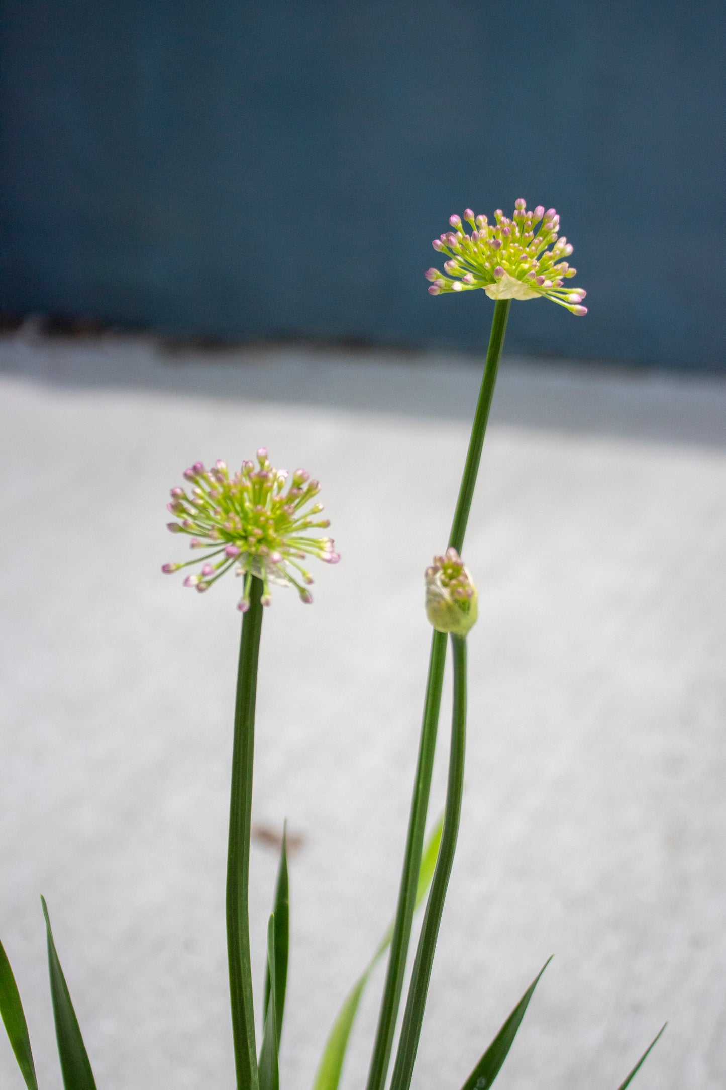 Allium - Ornamental Onion