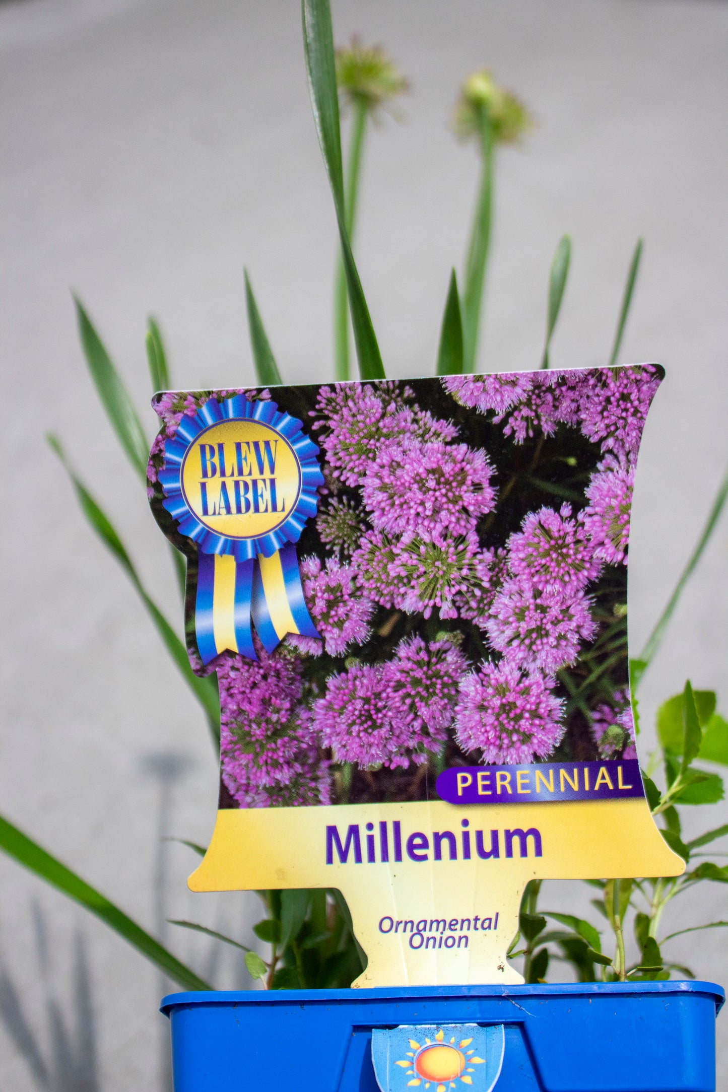 Allium - Ornamental Onion