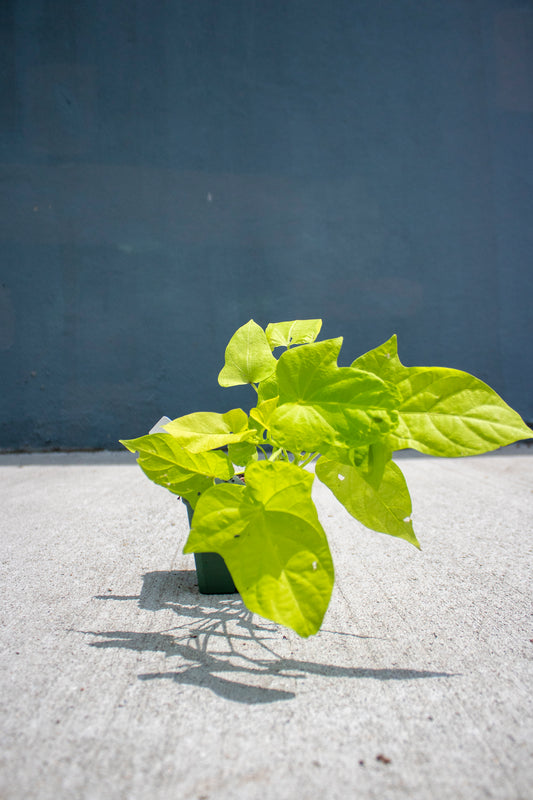 Sweet Potato Vine