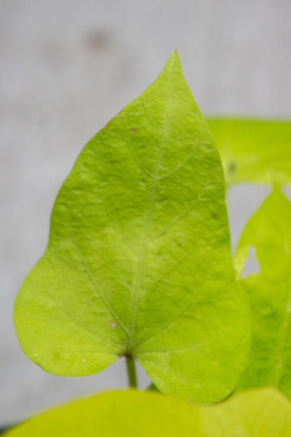 Sweet Potato Vine