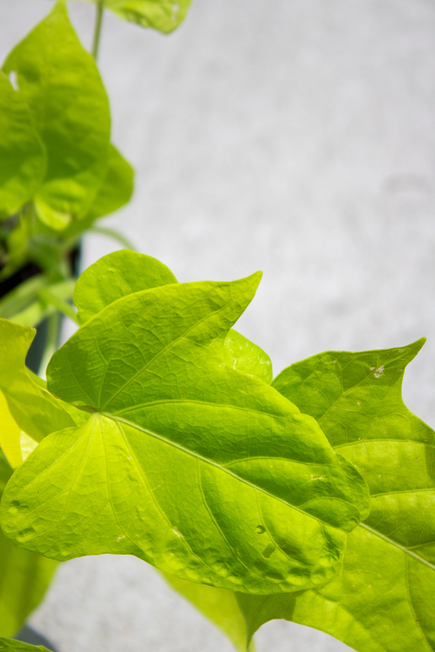 Sweet Potato Vine