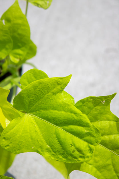 Sweet Potato Vine