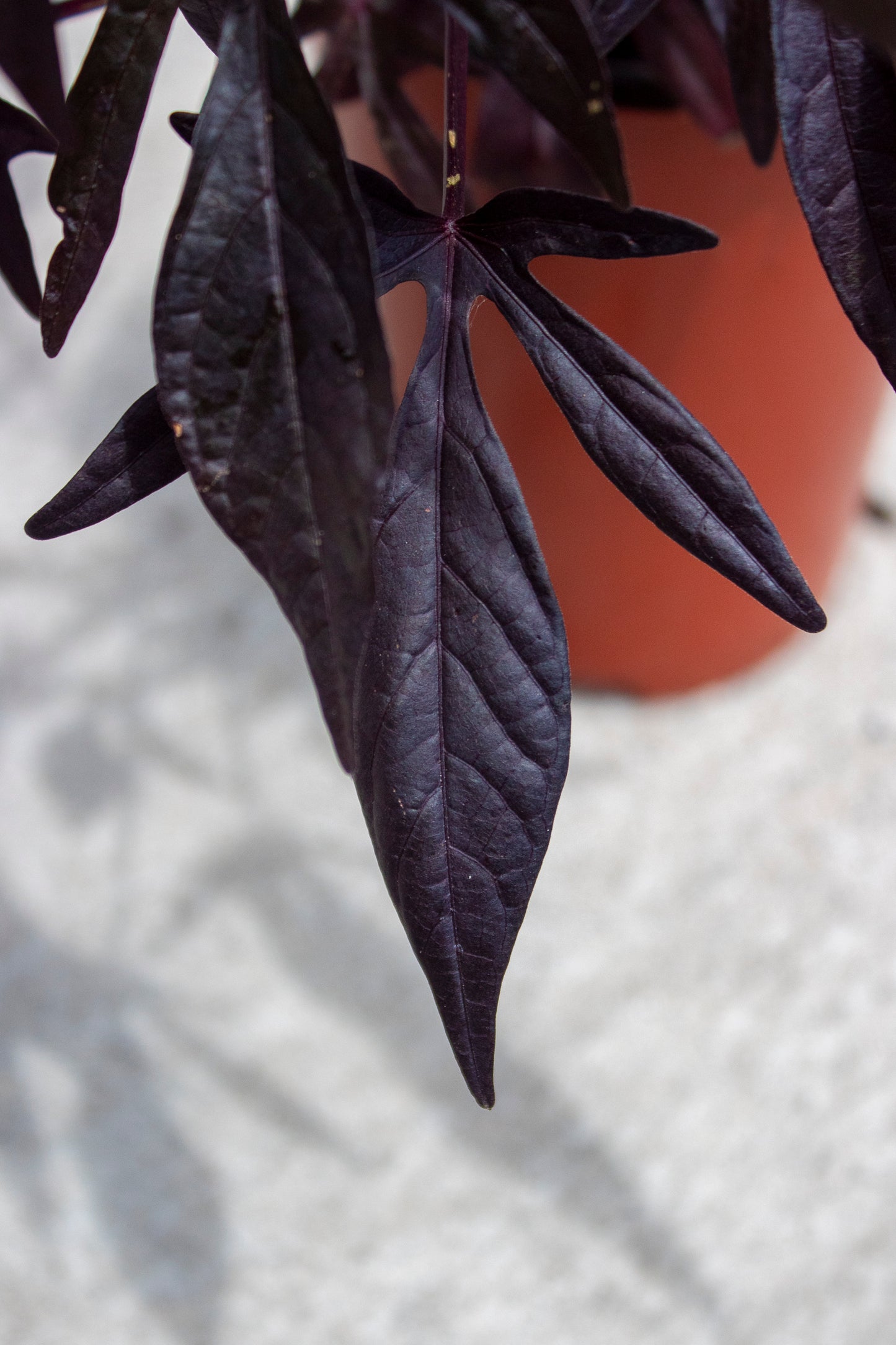 Sweet Potato Vine
