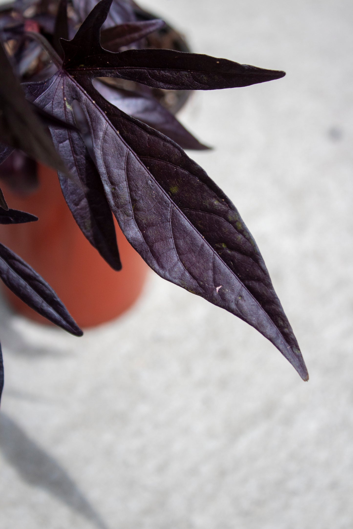 Sweet Potato Vine