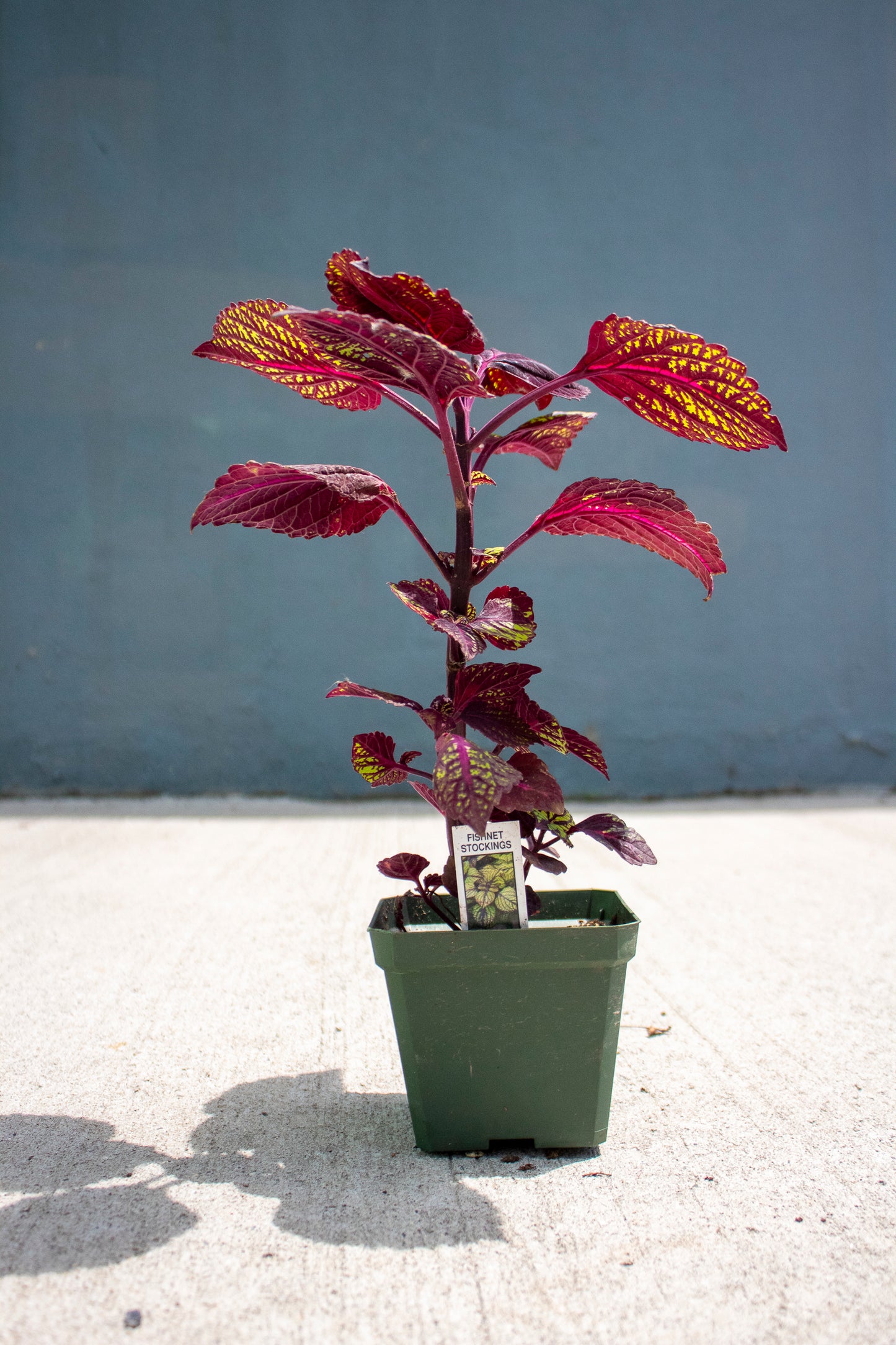 Coleus