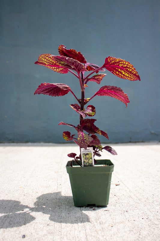 Coleus