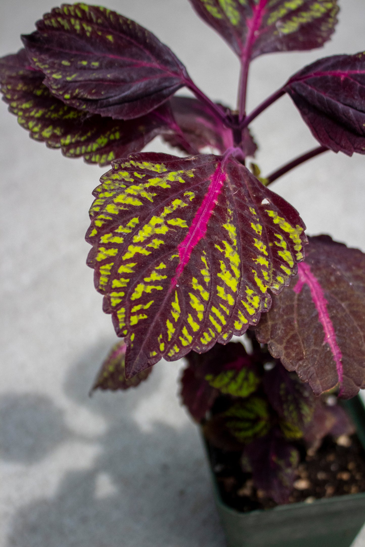 Coleus