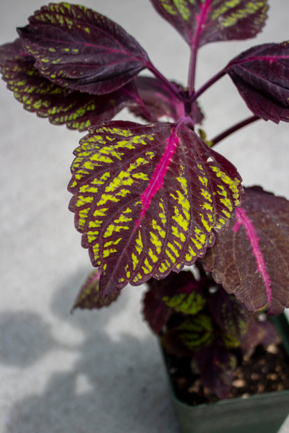 Coleus