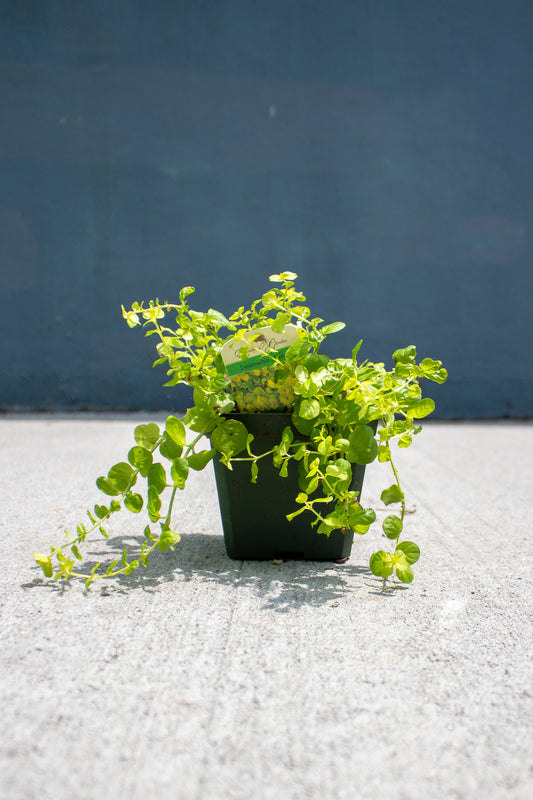 Creeping Jenny