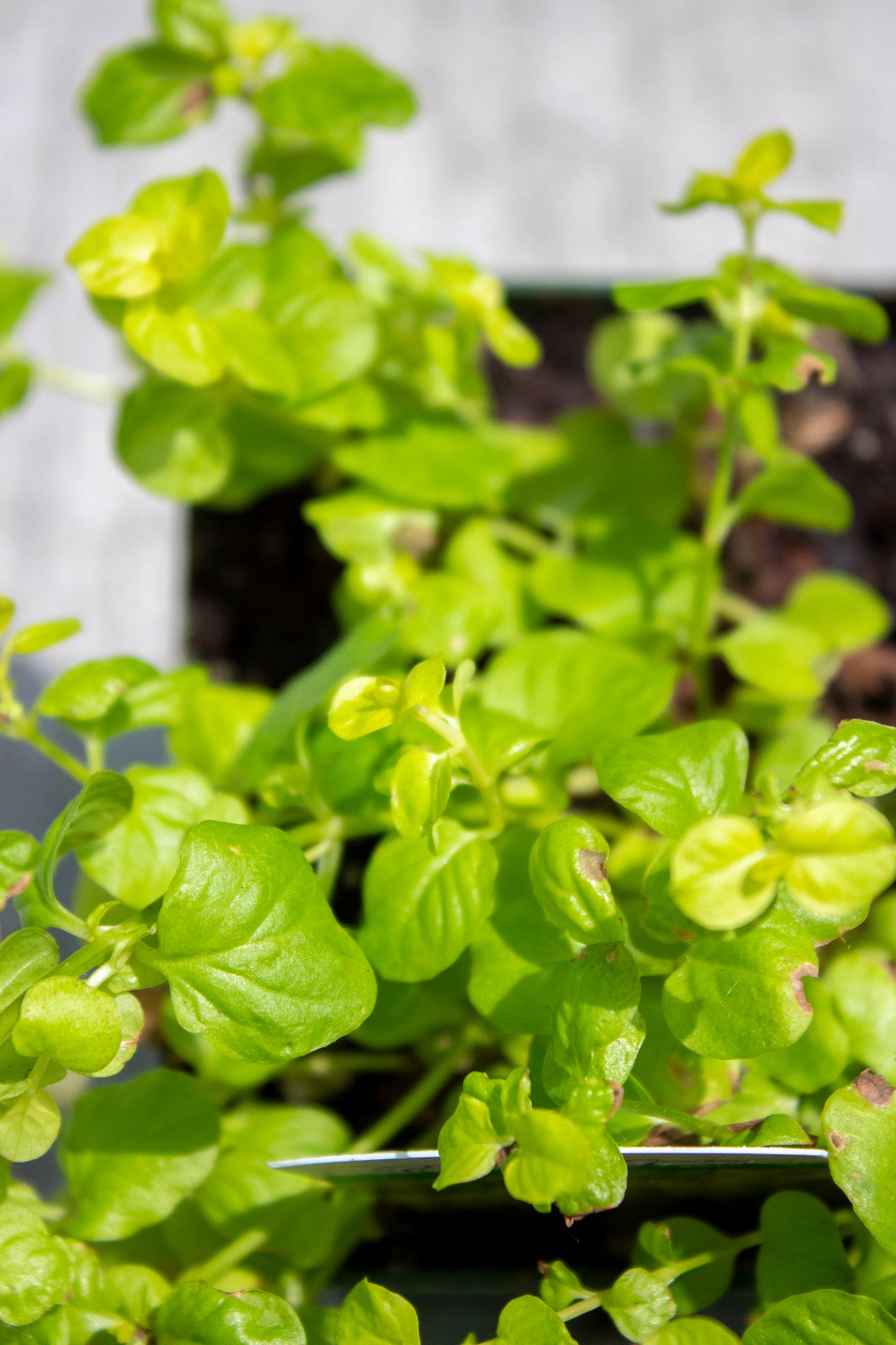 Creeping Jenny