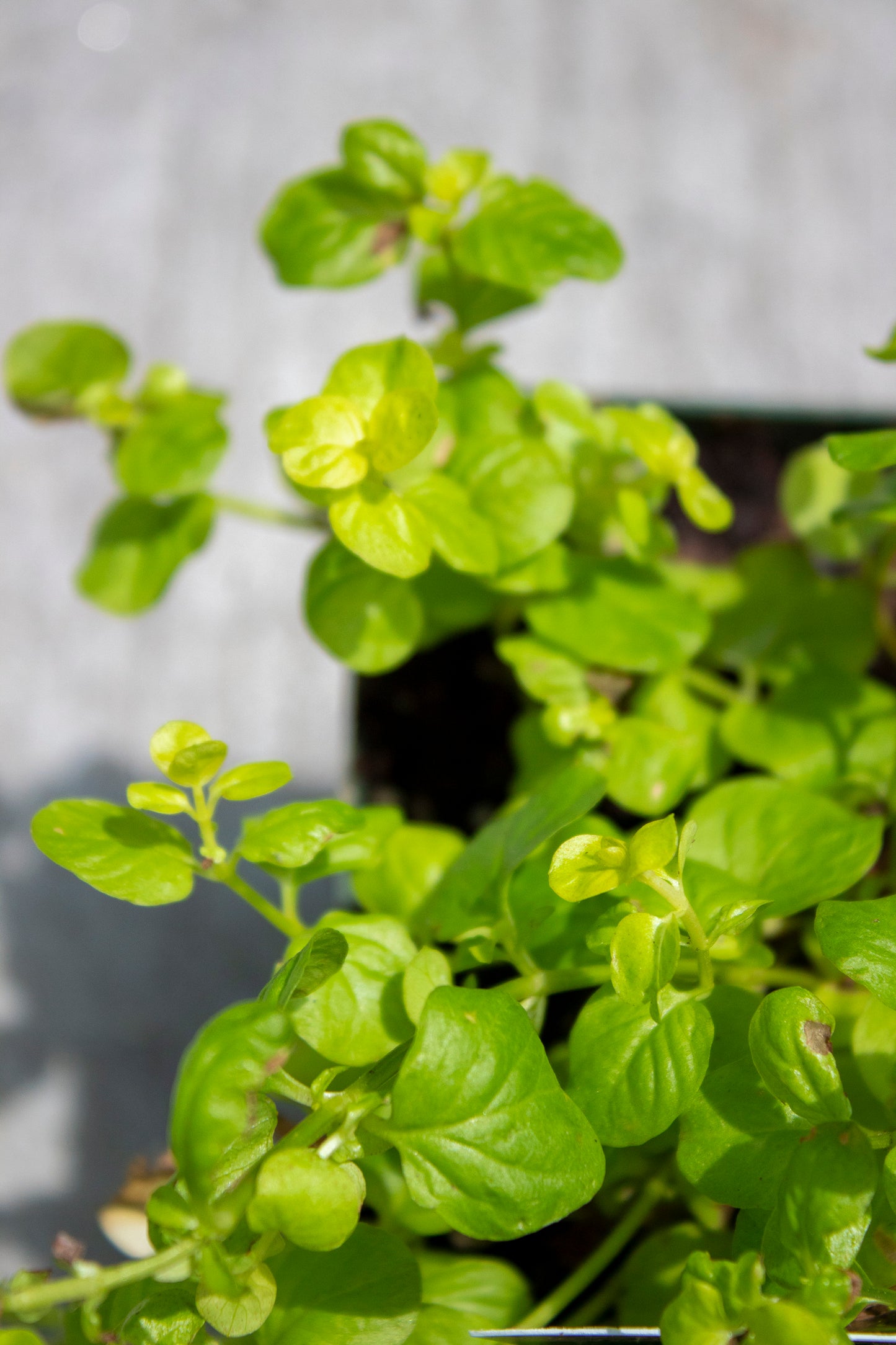 Creeping Jenny