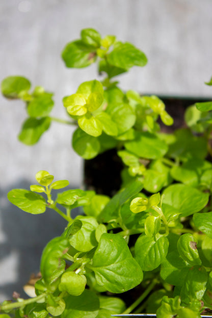 Creeping Jenny