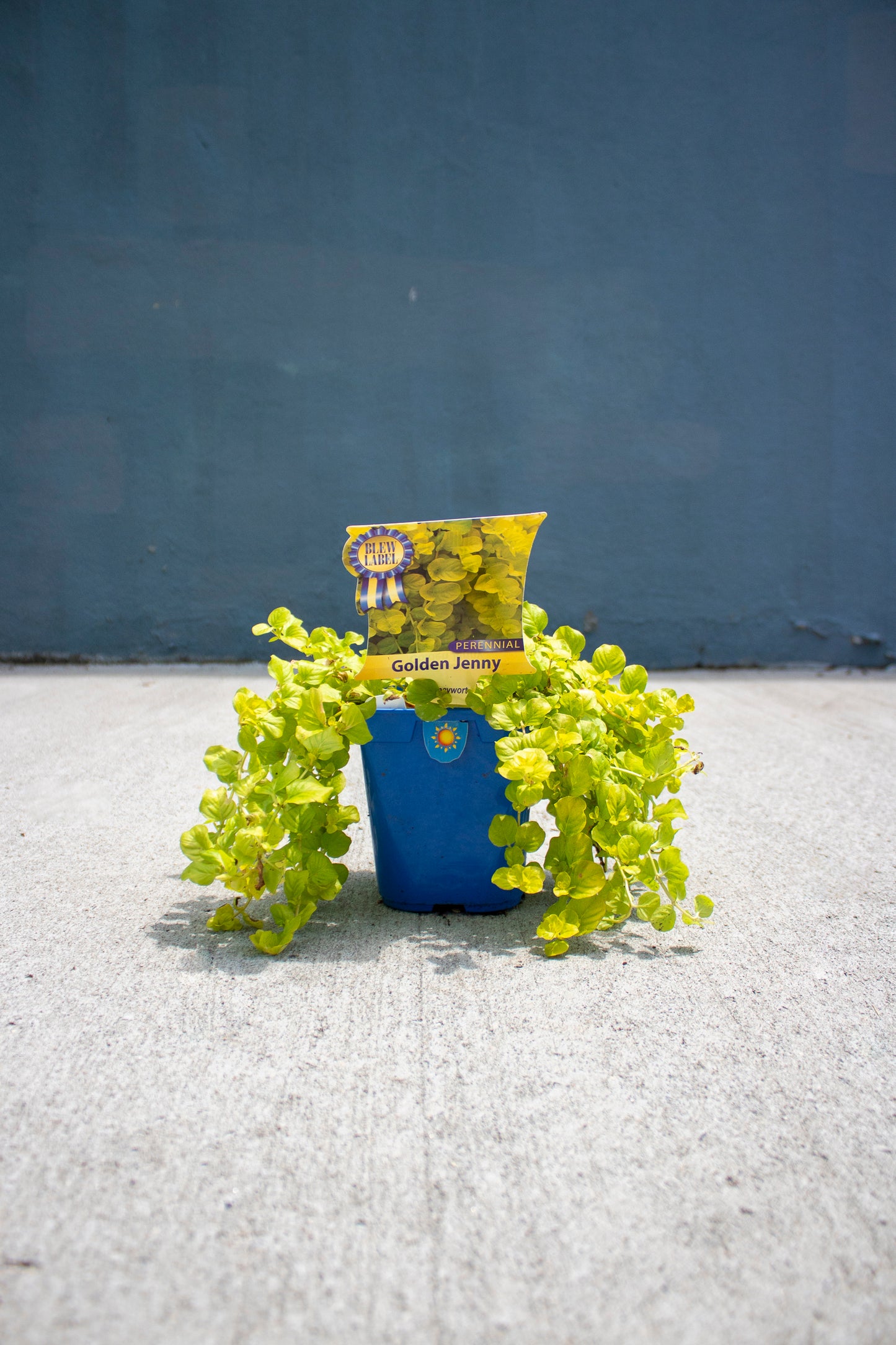 Creeping Jenny