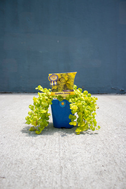 Creeping Jenny