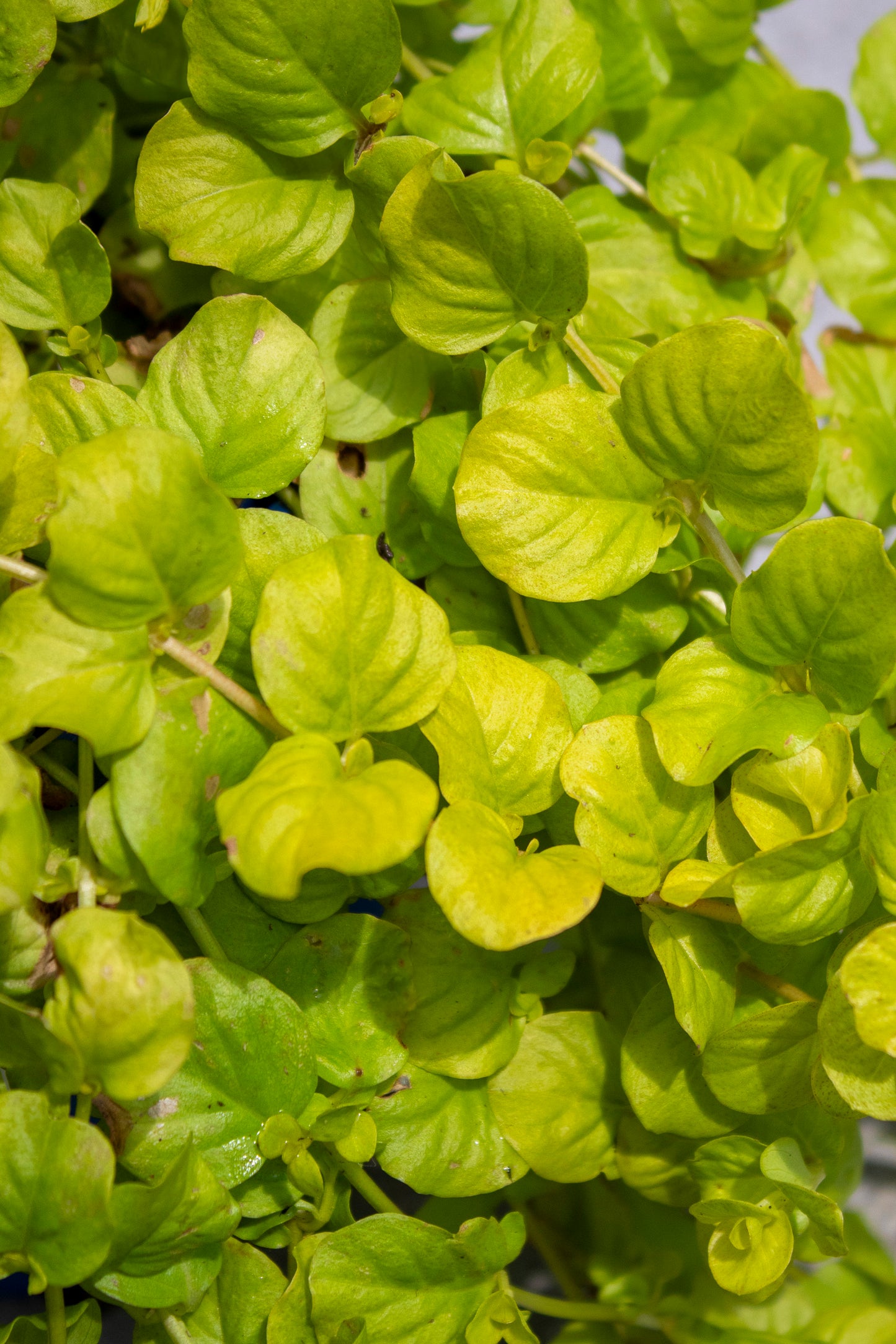 Creeping Jenny