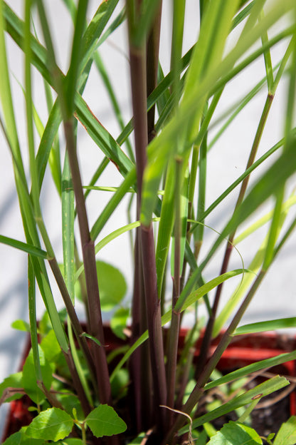 Lemongrass