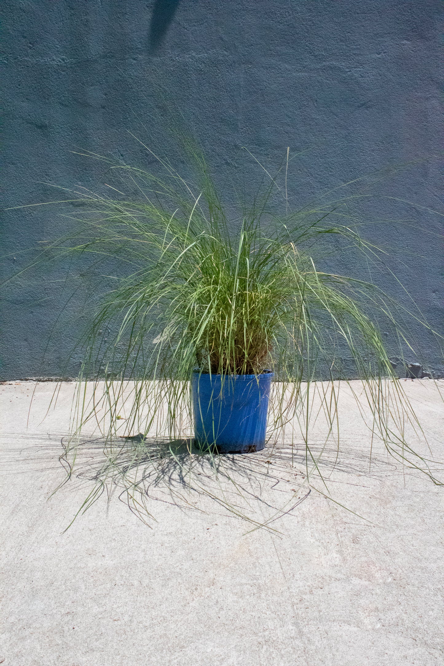 Pink Muhly Grass