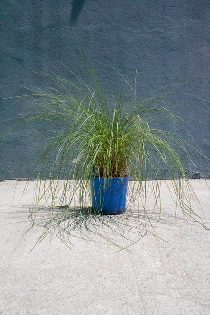Pink Muhly Grass
