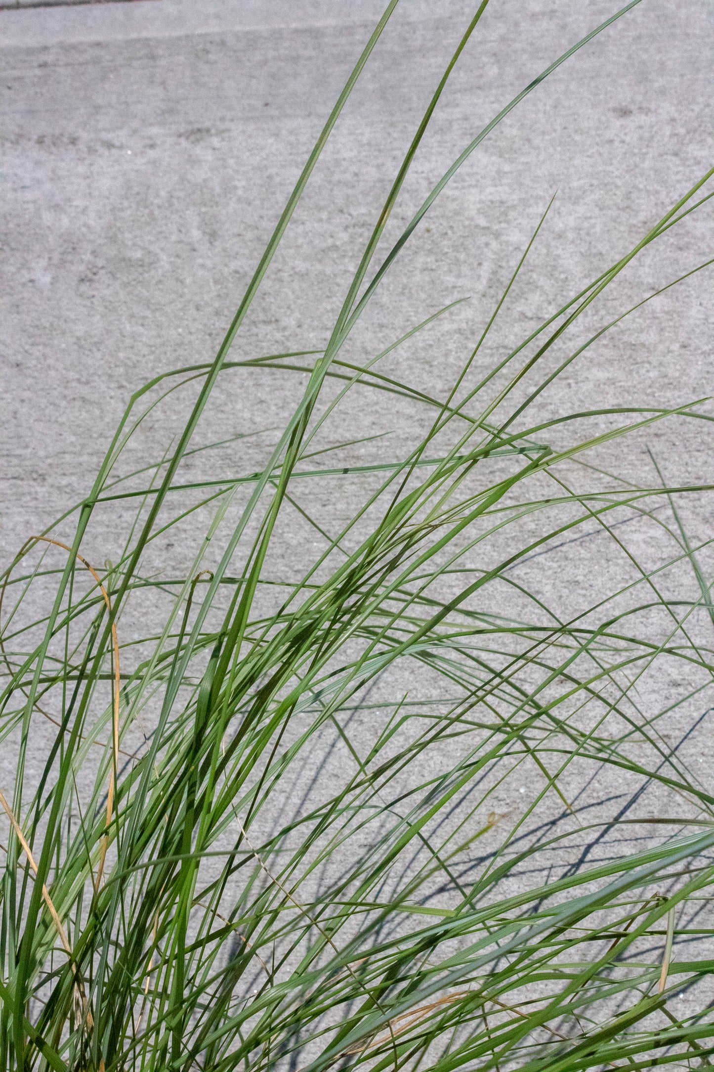 Pink Muhly Grass
