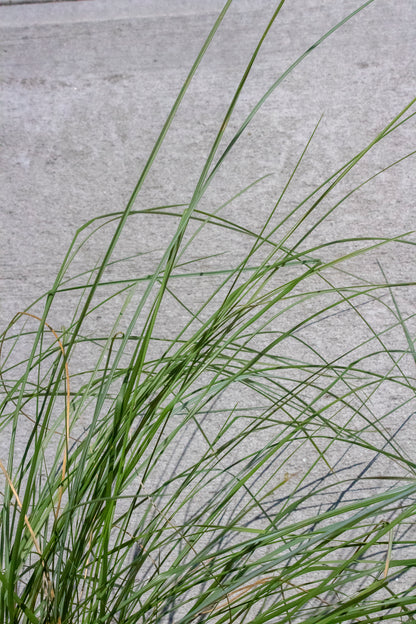 Pink Muhly Grass