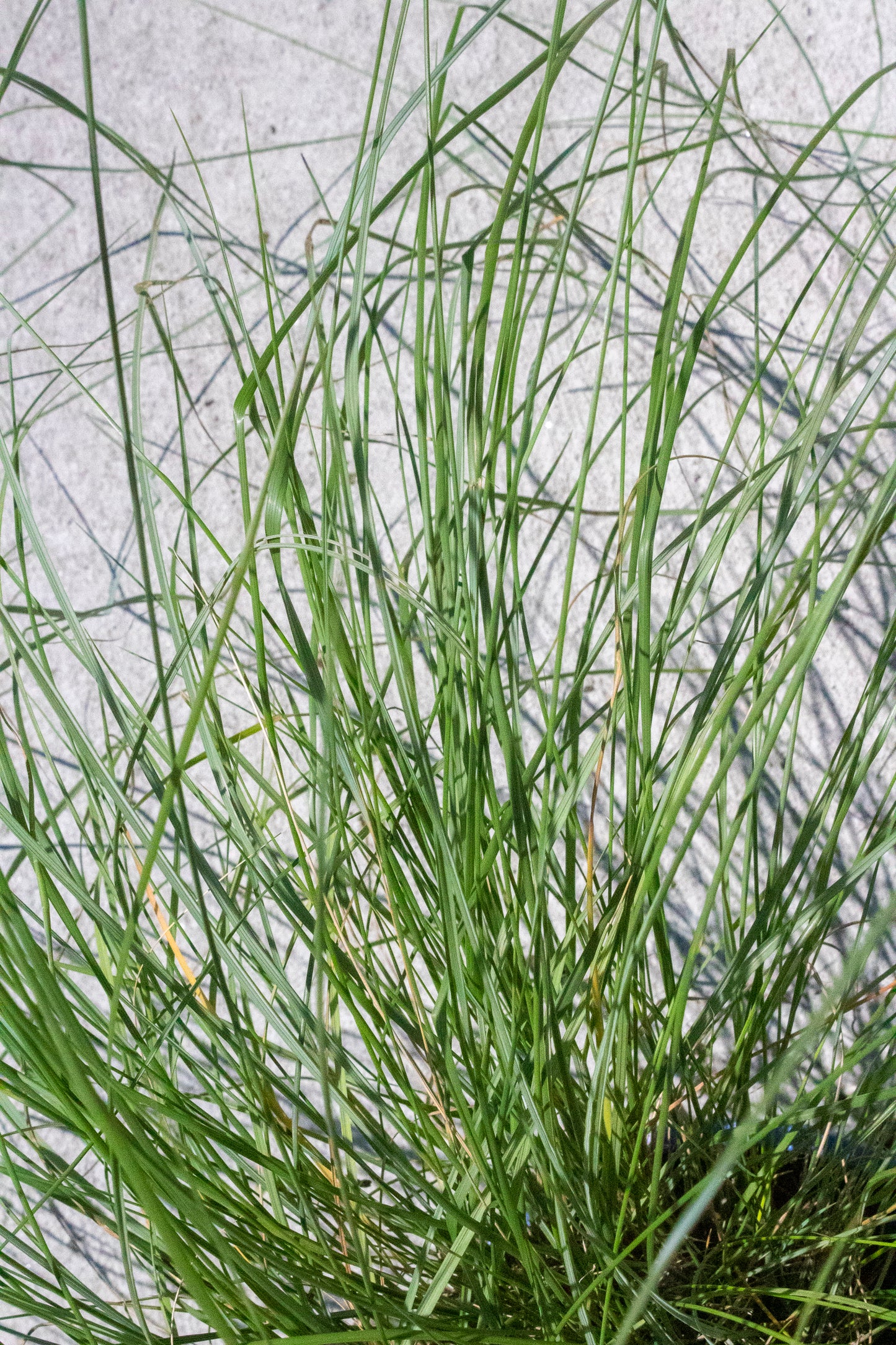 Pink Muhly Grass