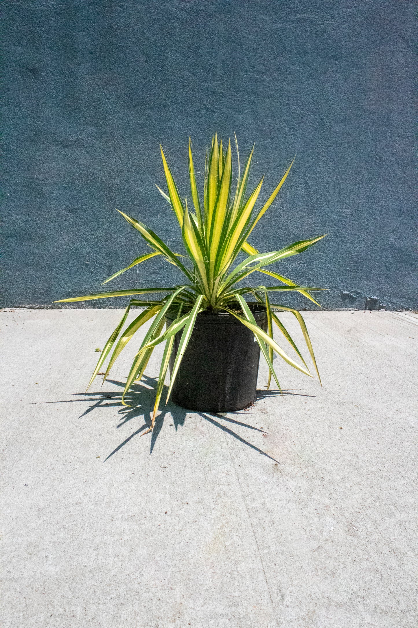 Color Guard Yucca