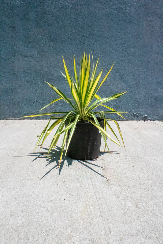 Color Guard Yucca