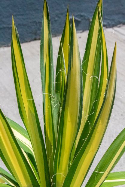 Color Guard Yucca