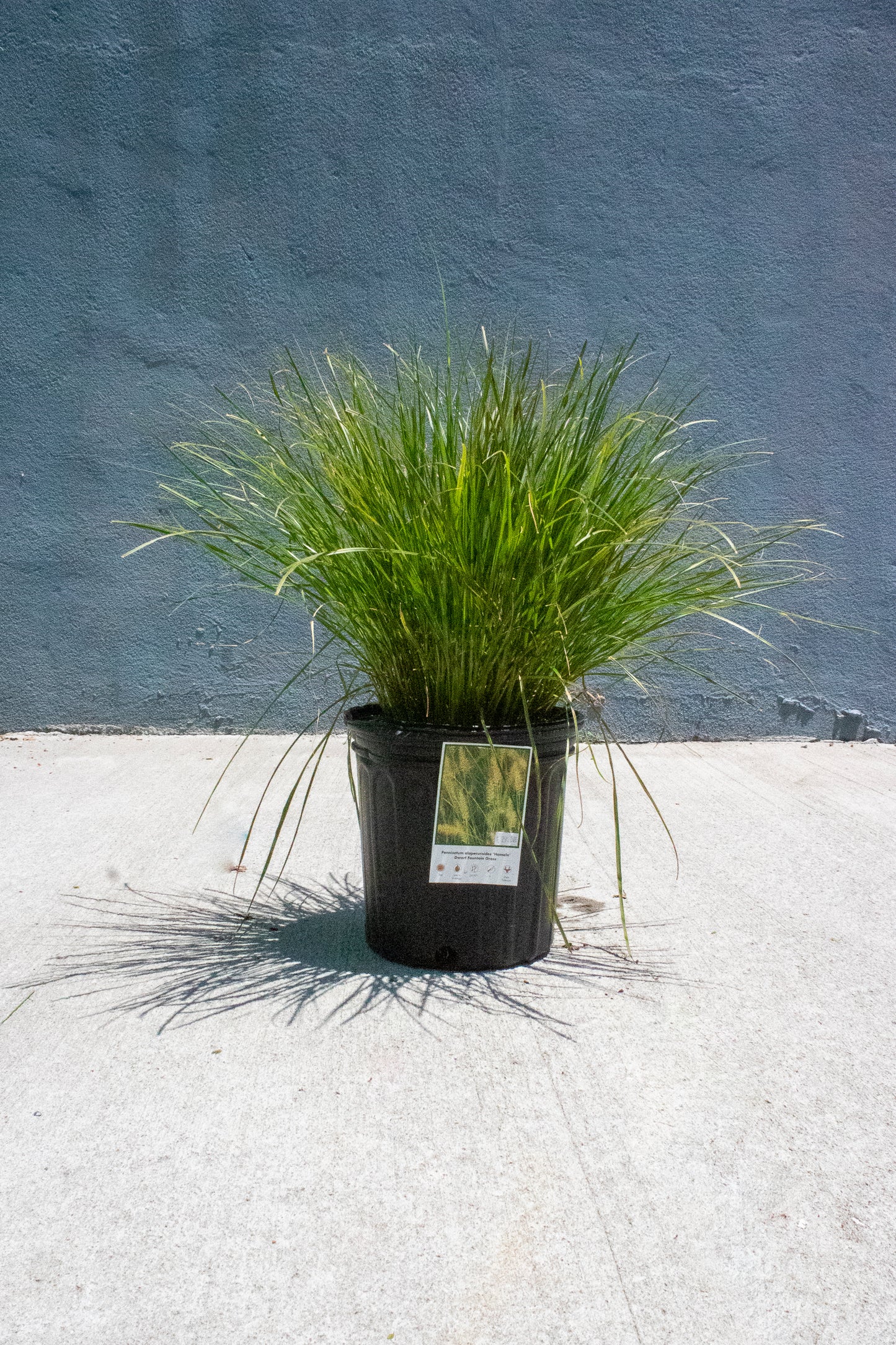 Dwarf Fountain Grass