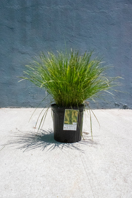Dwarf Fountain Grass